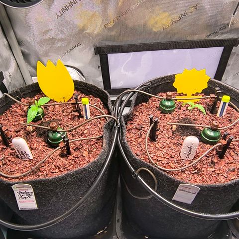 Crescendo 24/2 growlog timeline photo