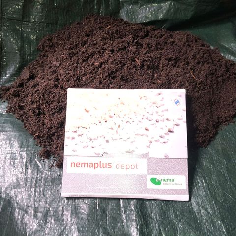 Crescendo 24/2 growlog timeline photo