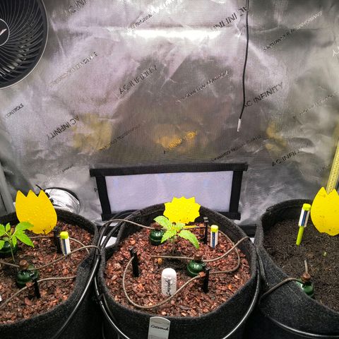 Crescendo 24/2 growlog photo: Let's Grow