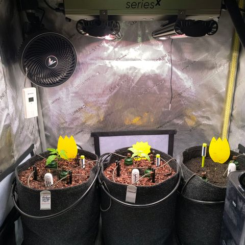 Crescendo 24/2 growlog timeline photo
