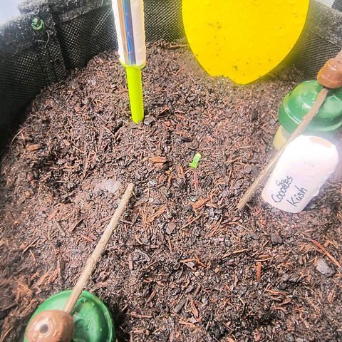 Cookies Kush 24/2 growlog timeline photo