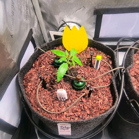 Tropicana Cookies Purple 22/1 growlog timeline photo