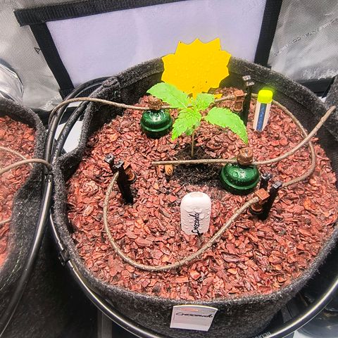 Crescendo 24/2 growlog timeline photo