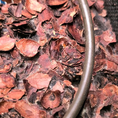 Crescendo 24/2 growlog photo: Auf den Kakaobruchschalen der Tropicana & Crescendo ist das Pilzmyzel was für die Nährstofffreigabe der Schalen sorgt deutlich zu erkennen. In ein paar Tagen verschwindet es von selbst wieder von der Bildfläche.