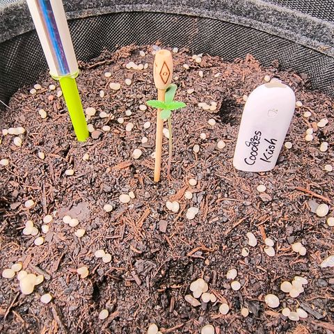 Cookies Kush 24/2 growlog timeline photo