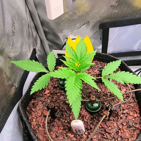 Tropicana Cookies Purple 22/1 growlog timeline photo