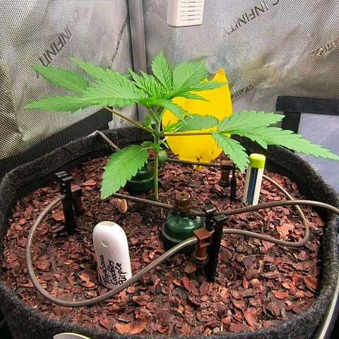 Tropicana Cookies Purple 22/1 growlog timeline photo