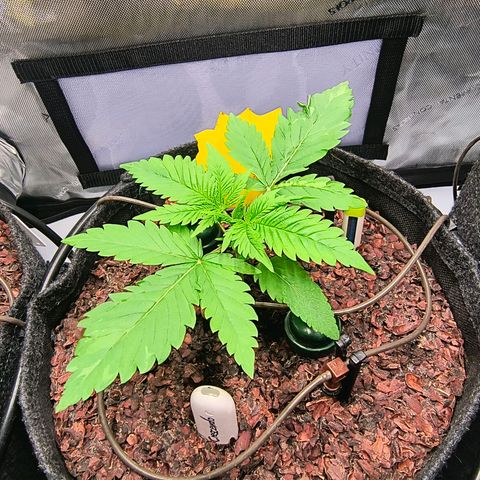 Crescendo 24/2 growlog timeline photo