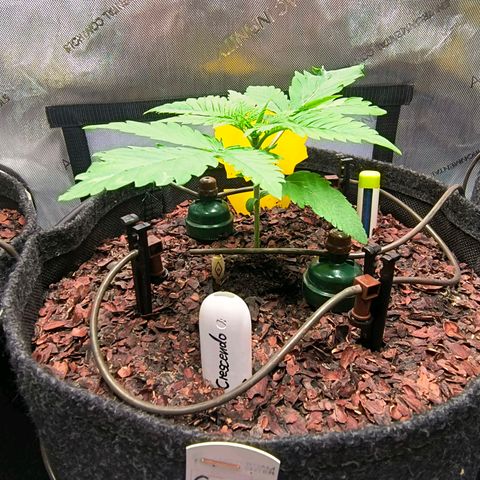 Crescendo 24/2 growlog timeline photo