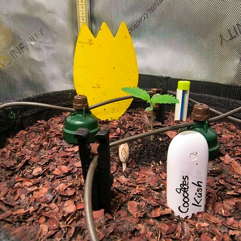 Cookies Kush 24/2 growlog timeline photo