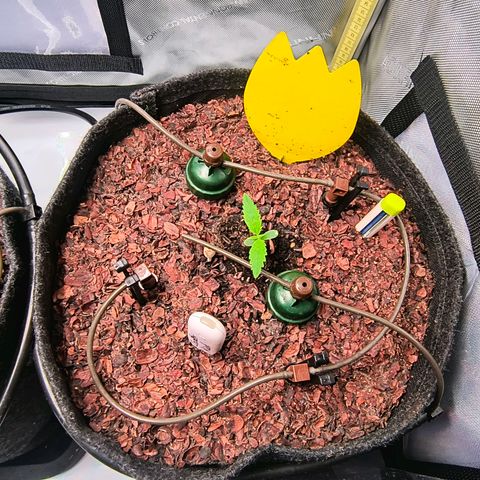 Cookies Kush 24/2 growlog timeline photo