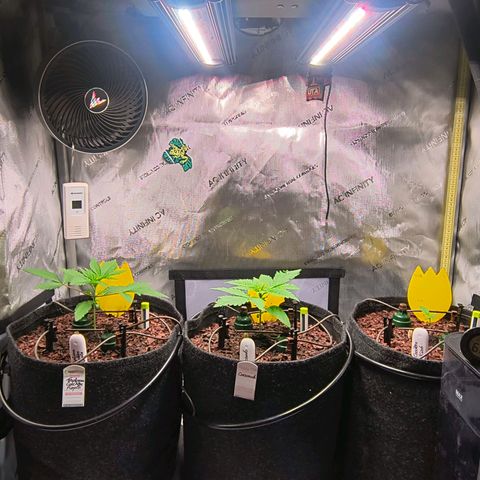 Crescendo 24/2 growlog timeline photo