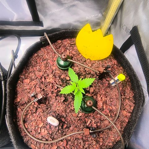 Cookies Kush 24/2 growlog timeline photo