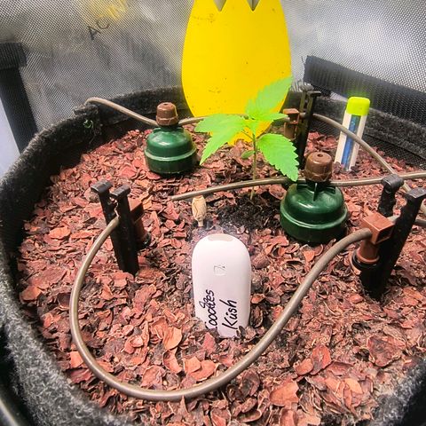 Cookies Kush 24/2 growlog timeline photo