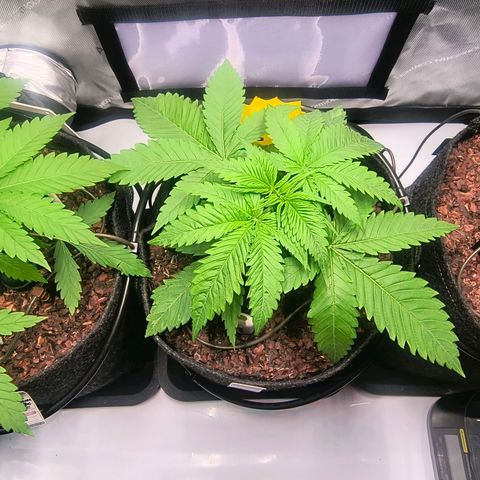 Crescendo 24/2 growlog timeline photo