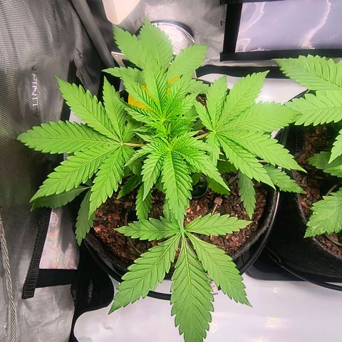 Tropicana Cookies Purple 22/1 growlog timeline photo