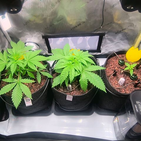 Crescendo 24/2 growlog timeline photo