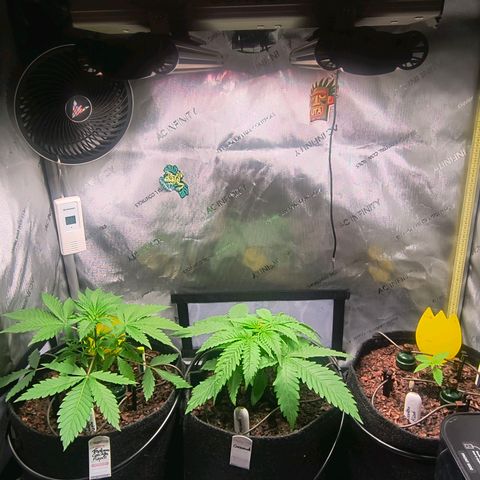 Crescendo 24/2 growlog timeline photo
