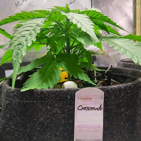 Crescendo 24/2 growlog timeline photo