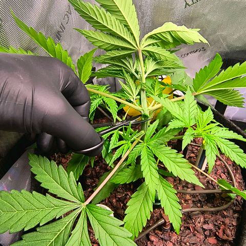 Tropicana Cookies Purple 22/1 growlog timeline photo