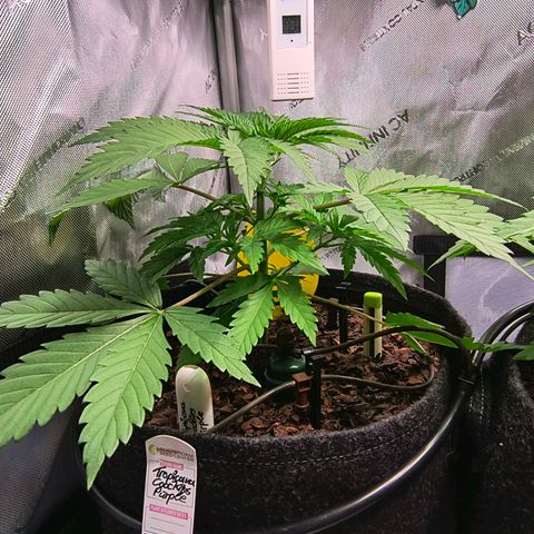 Tropicana Cookies Purple 22/1 growlog timeline photo