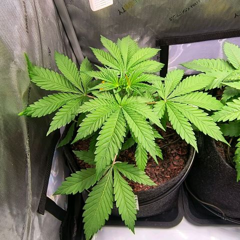 Tropicana Cookies Purple 22/1 growlog timeline photo
