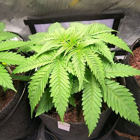 Crescendo 24/2 growlog timeline photo