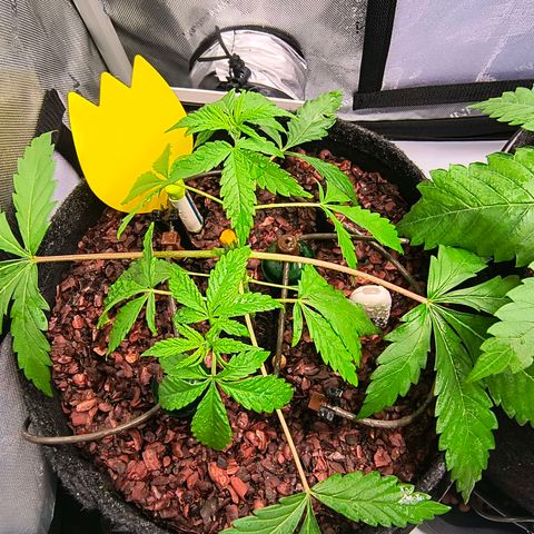 Tropicana Cookies Purple 22/1 growlog photo: Nach dem Topping mit Sprüher befeuchtet 
