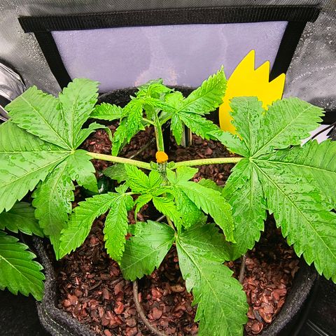 Crescendo 24/2 growlog photo: Nach dem Topping mit Sprüher befeuchtet 