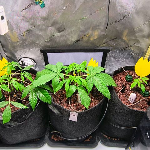 Crescendo 24/2 growlog photo: Nach dem Topping mit Sprüher befeuchtet 