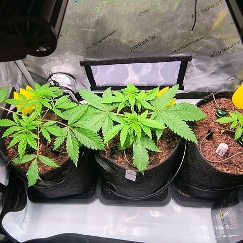 Crescendo 24/2 growlog photo: Pflanzen ca. 24 Stunden nach dem ersten Topping 