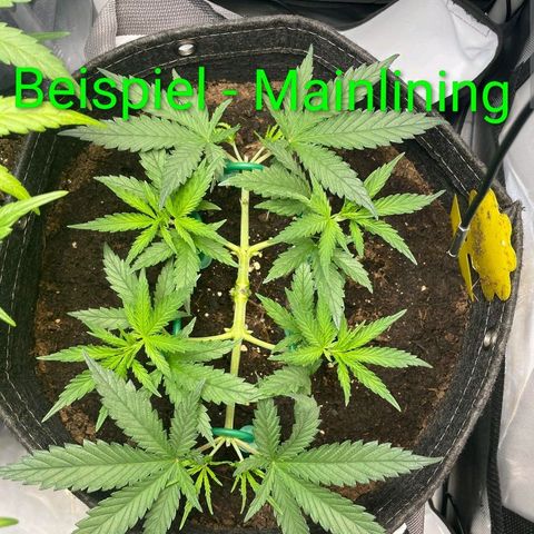Crescendo 24/2 growlog timeline photo
