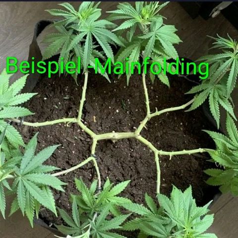 Crescendo 24/2 growlog timeline photo