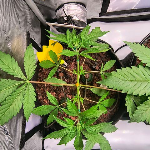 Tropicana Cookies Purple 22/1 growlog timeline photo