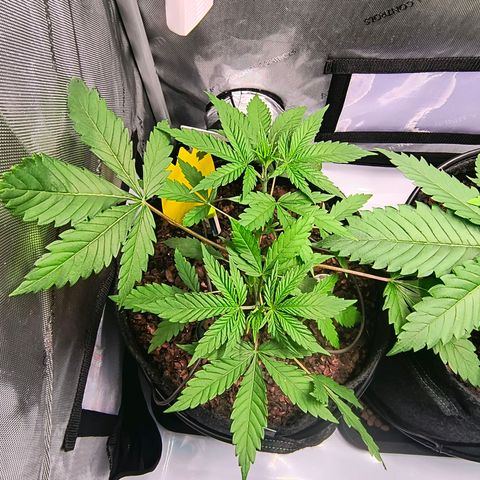 Tropicana Cookies Purple 22/1 growlog timeline photo