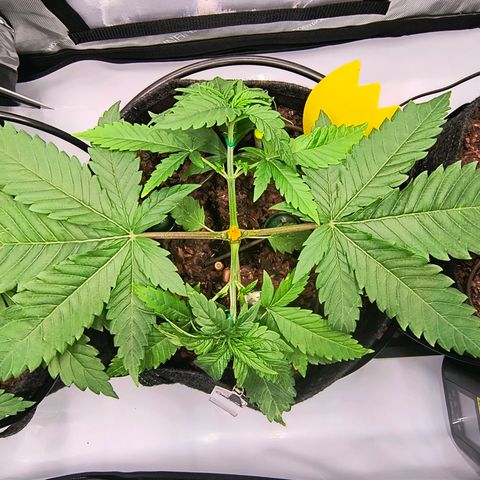 Crescendo 24/2 growlog timeline photo