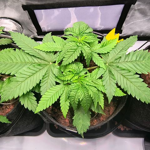 Crescendo 24/2 growlog timeline photo
