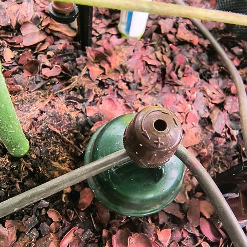 Crescendo 24/2 growlog photo: Raubmilben auf dem Substrat