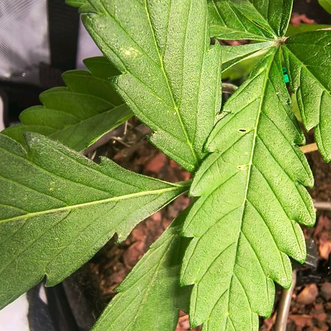 Crescendo 24/2 growlog photo: Auffällige Blätter mit eventuellem Schädlingsfraß