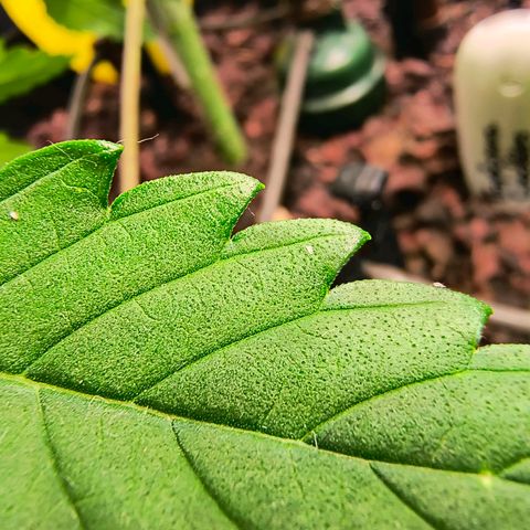 Crescendo 24/2 growlog photo: Raubmilben auf der Jagd