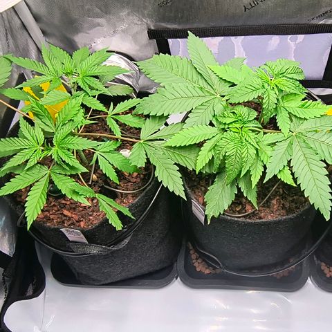 Crescendo 24/2 growlog timeline photo