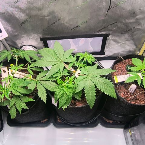 Crescendo 24/2 growlog timeline photo