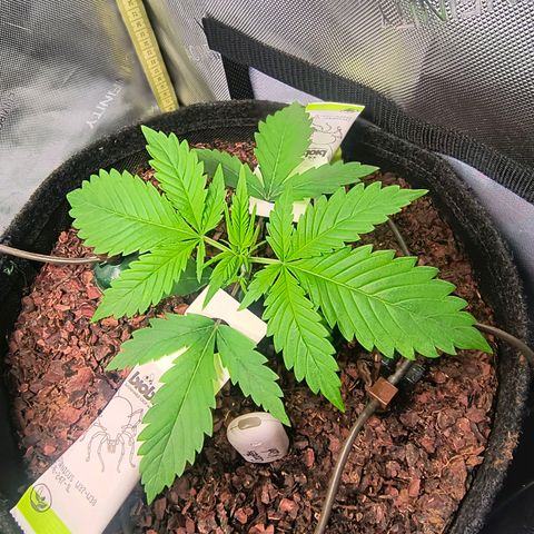 Cookies Kush 24/2 growlog timeline photo