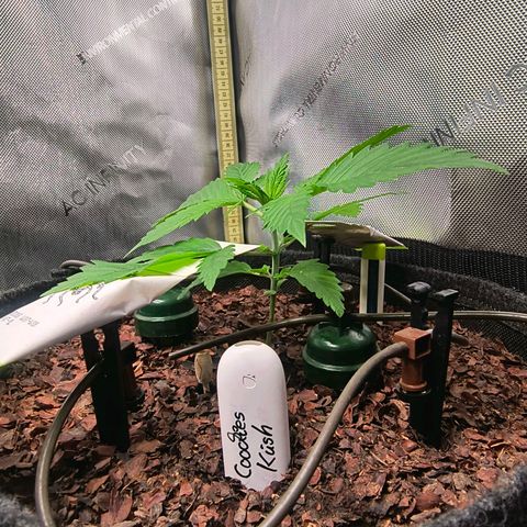 Cookies Kush 24/2 growlog timeline photo