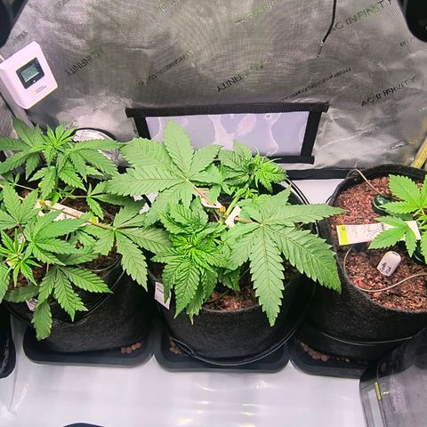 Crescendo 24/2 growlog timeline photo