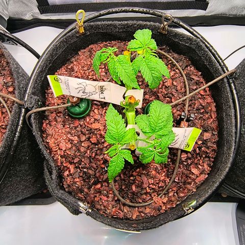Crescendo 24/2 growlog timeline photo