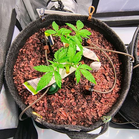 Tropicana Cookies Purple 22/1 growlog timeline photo