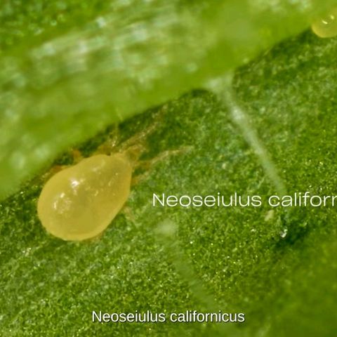 Crescendo 24/2 growlog photo: Raubmilbe "Neoseilus Californicus"