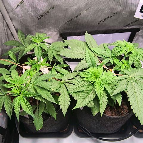 Crescendo 24/2 growlog timeline photo