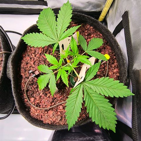 Cookies Kush 24/2 growlog timeline photo